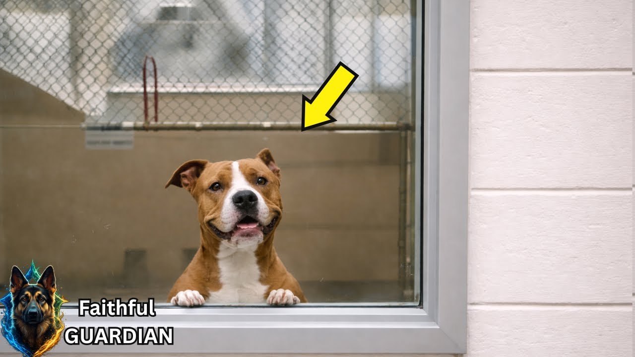 They Abandoned This Dog at the Shelter — When I Learned Why, I Broke Down