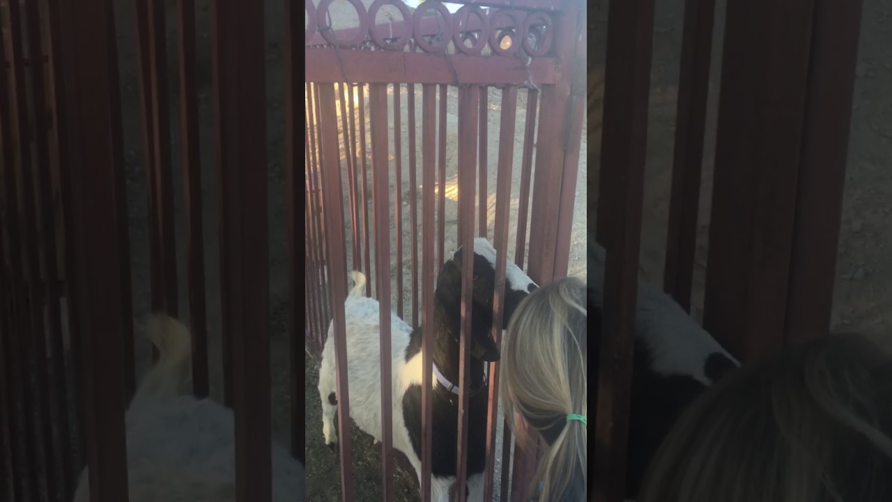 Beer drinking mayor goat