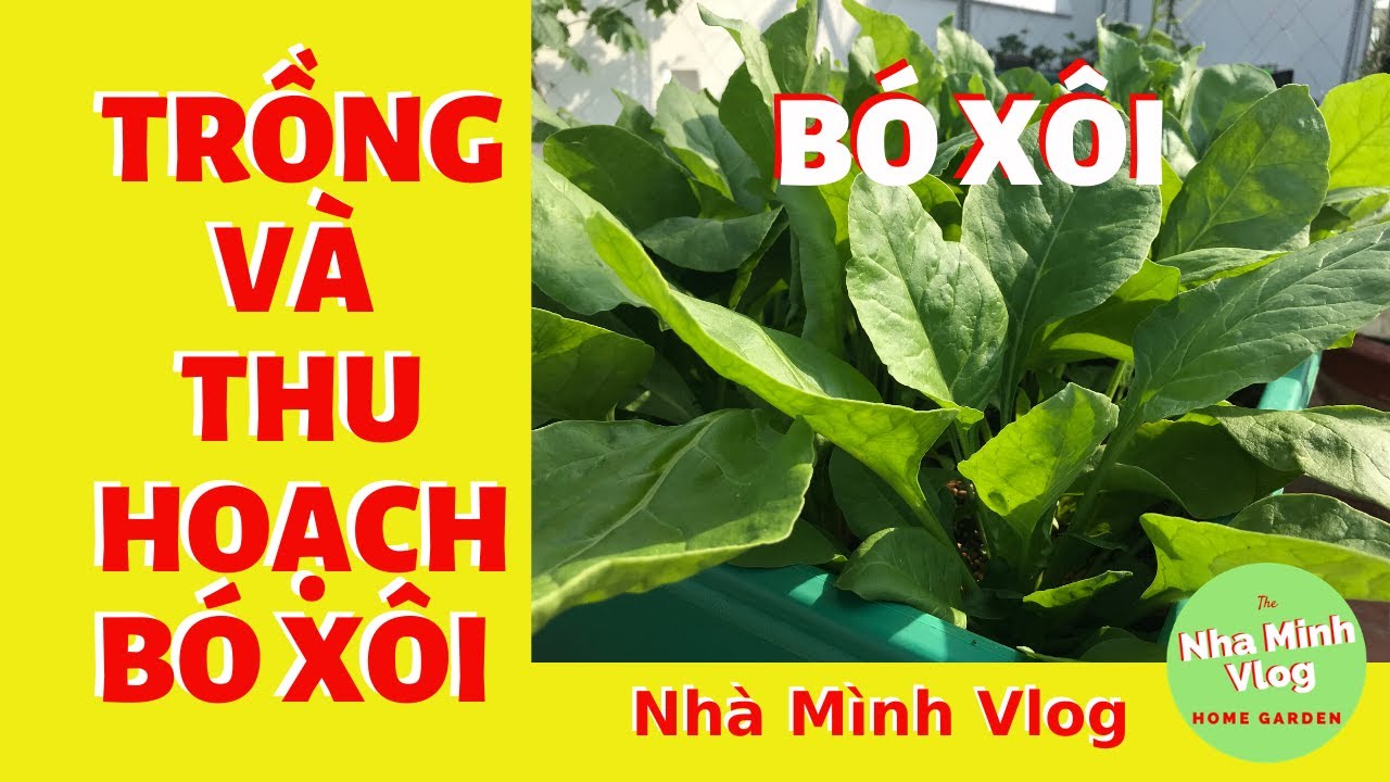 Kỹ thuật trồng rau Chân vịt - Rau Bina - Cải Bó Xôi tại nhà / @Nha Minh Vlog