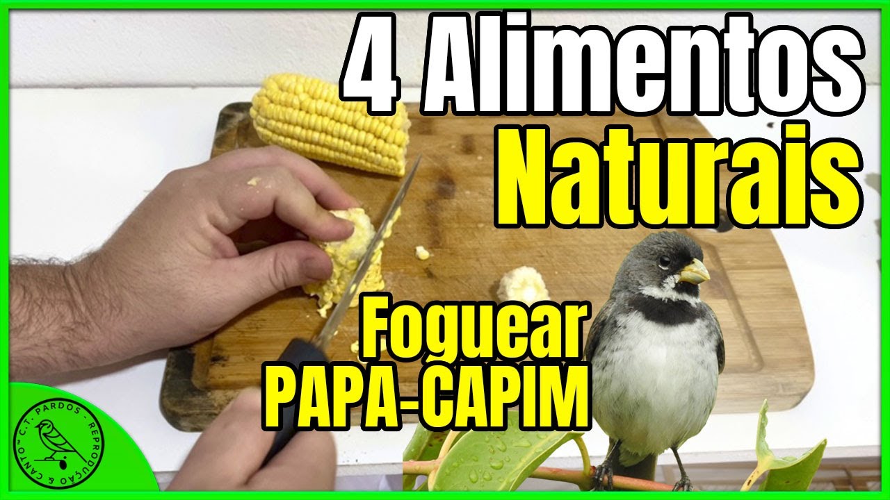 4 melhores alimentos naturais foguear coleiro e papa capim aprontando