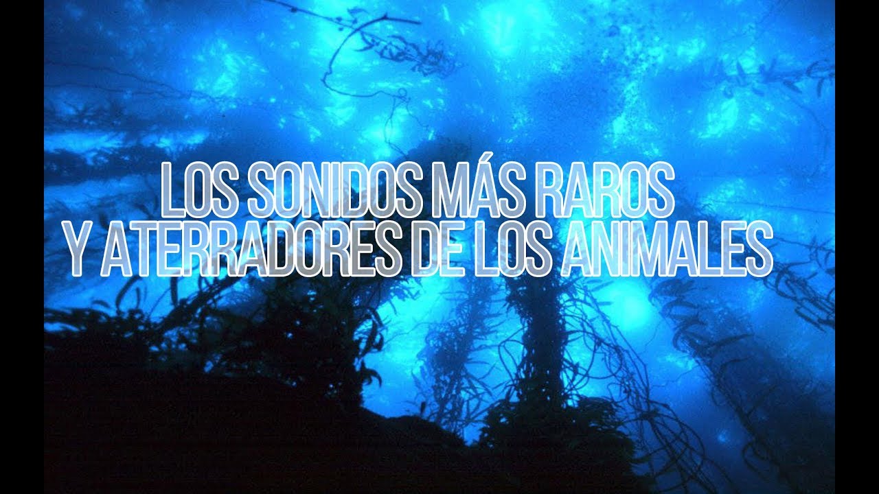 Los Sonidos M&aacute;s Raros, Curiosos y Aterradores de los Animales y la Naturaleza