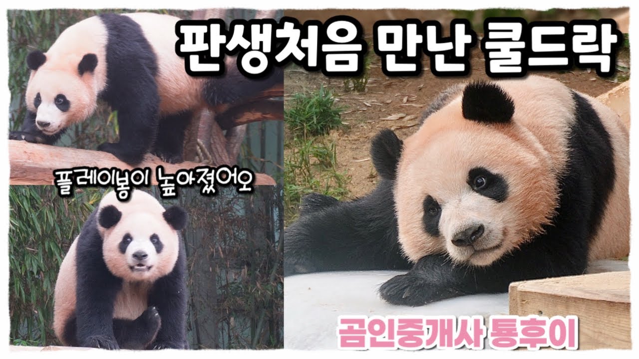 판생 처음 쿨드락을 만난 “곰인중개사 후이”가 소개해주는 여름맞이 바오네집🏡