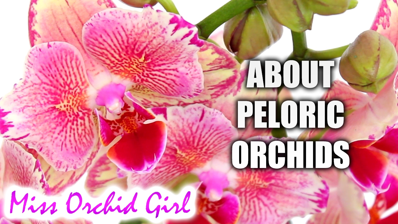 Peloric Orchids - What they are, are they sick, should we buy them