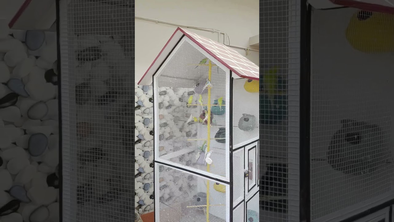 parrots cage final look #shorts #youtubeshorts #ytshorts