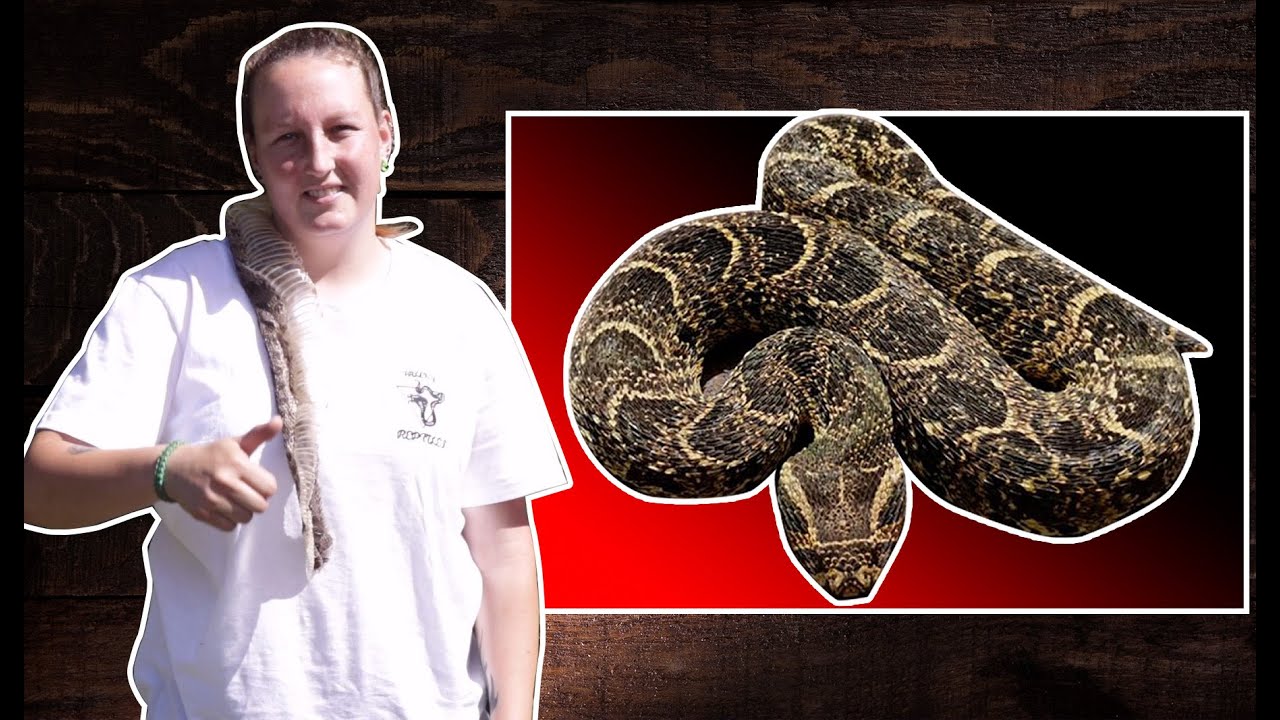 Puff Adder || Responsible for Most Bites in South Africa || Falcky Reptiles