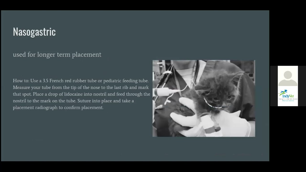 IndyVet | Neonatal Emergency Care | Veterinary Hospital