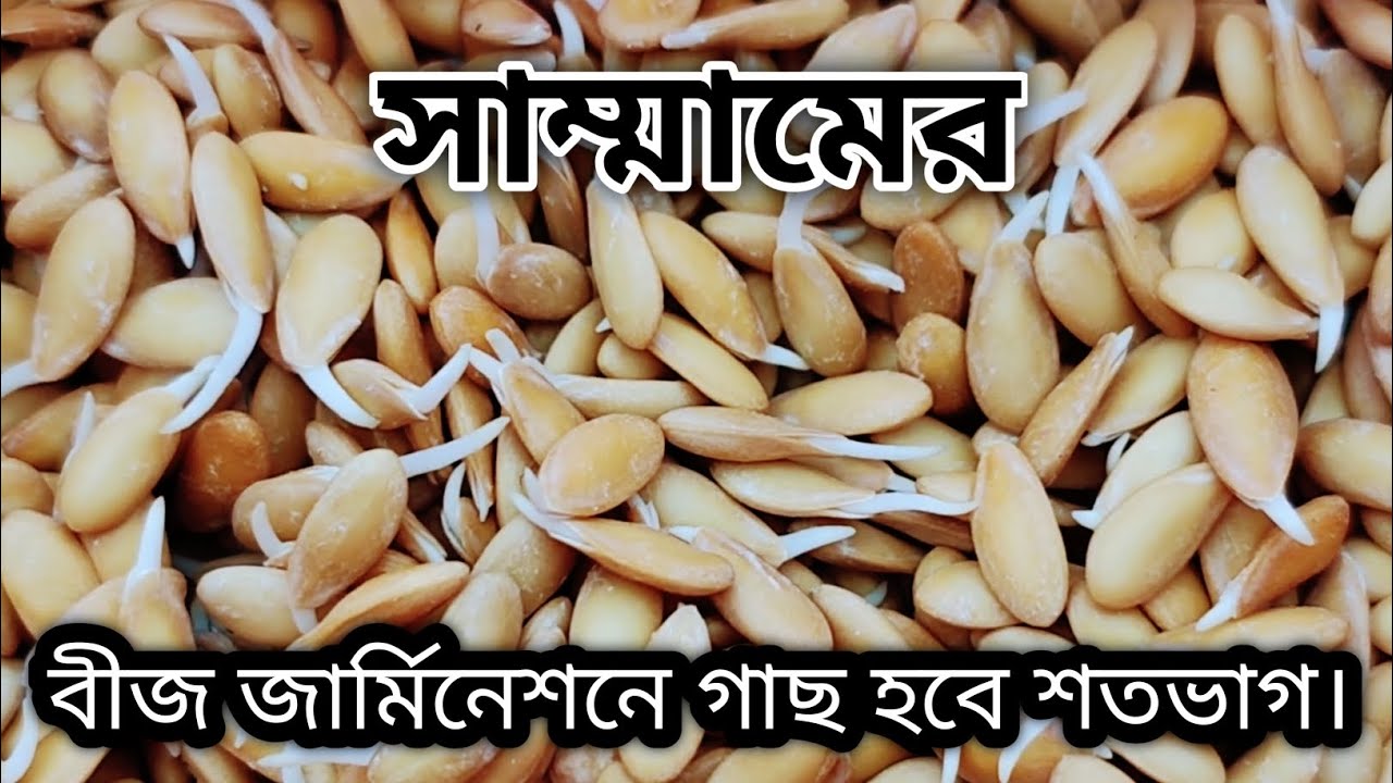 সাম্মাম চাষ পদ্ধতি ll সাম্মাম বীজ জার্মিনেশন ll গাছ হবে প্রায় শতভাগ ।। Sammam chas ll Rockmelon ll