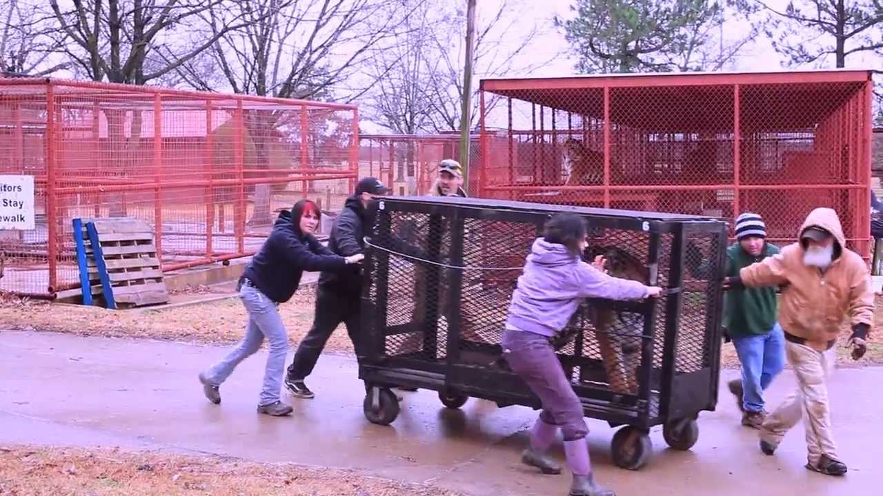 In-Sync Exotics - Ten Tiger Rescue raw video