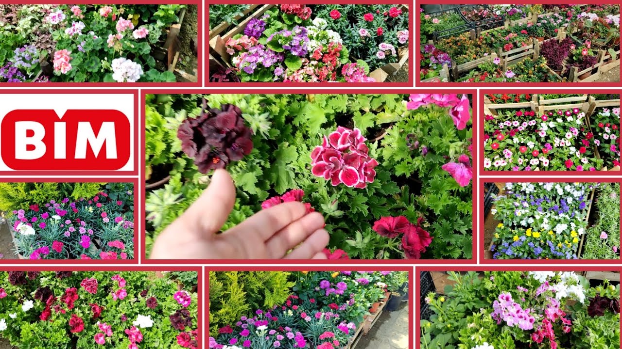 📣 BİM MARKET CANLI ÇİÇEK SARDUNYA, DİKENLER TACI, KARANFİL, MENEKŞE, GARDENYA CANAN,ÇİÇEK FİDELERİ