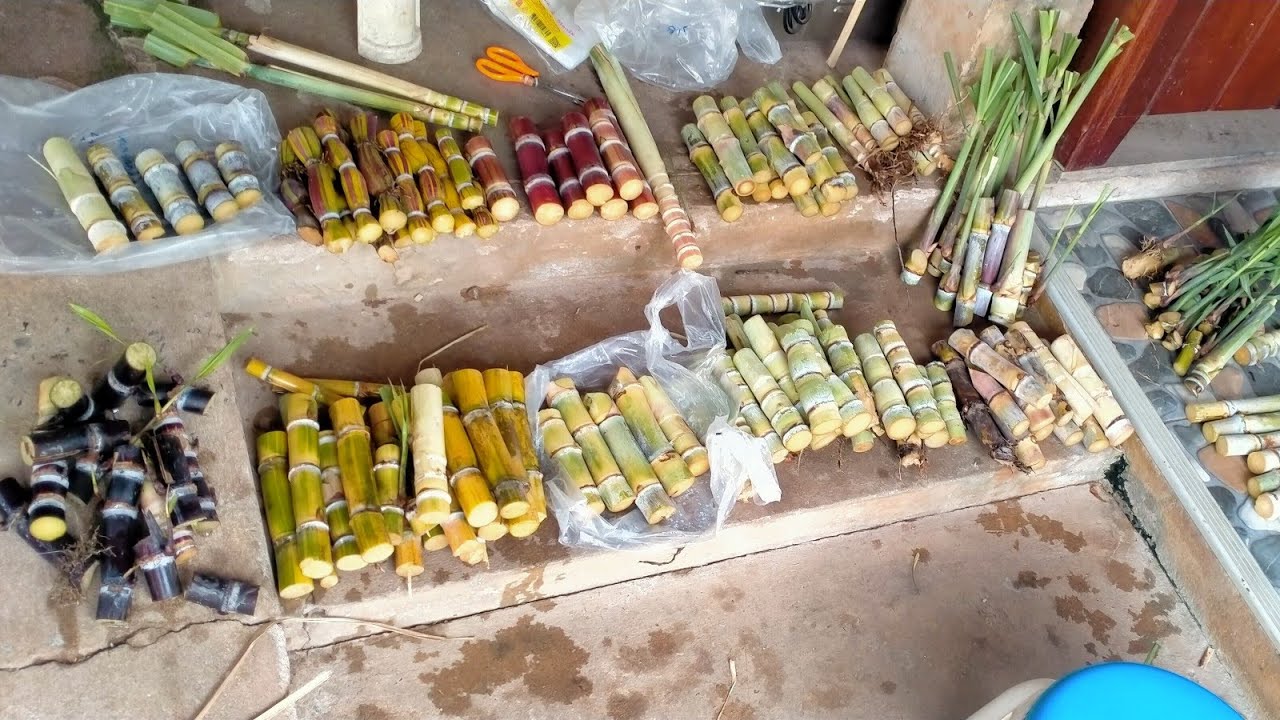ท่อนพันธุ์อ้อย หลายสายพันธุ์ 0863152145