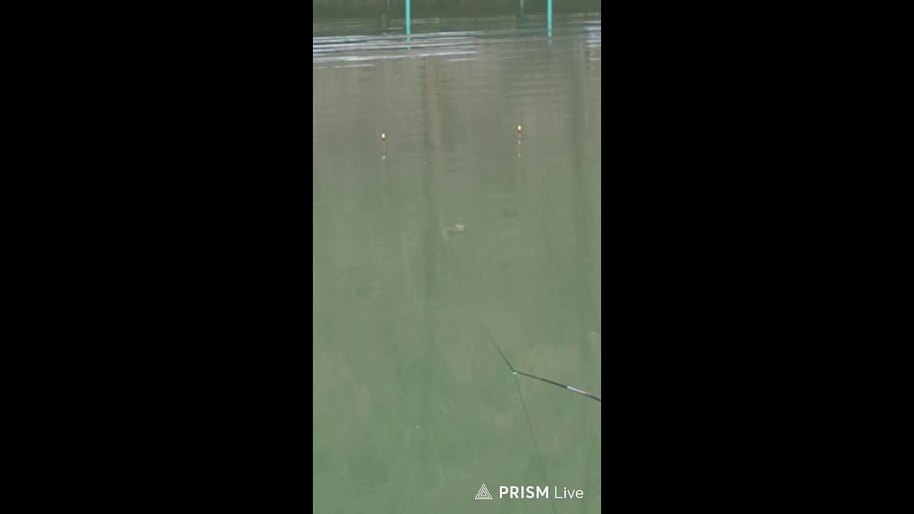 야생낚시일상 라이브 방송