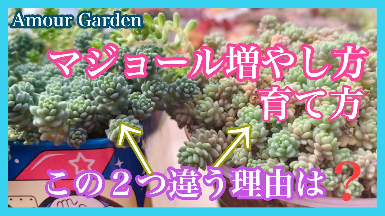 【多肉植物】マジョール増やし方、育て方、この２つ違う理由は❓