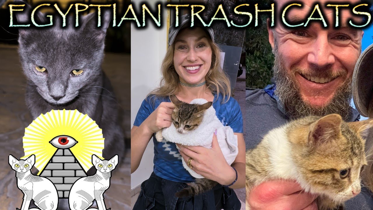 CAT RESCUE (Sneezy Cat Returns Home and Wicket Cat Adoption) Episode 2