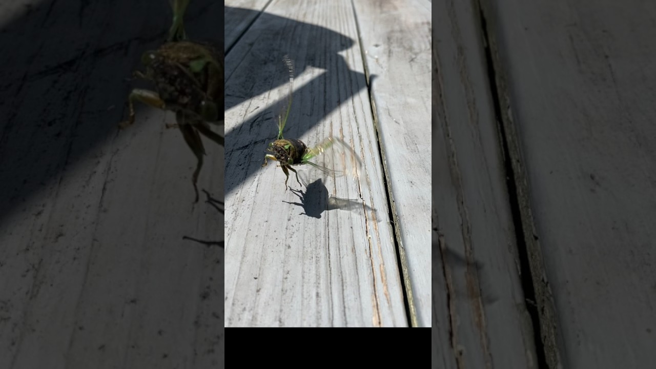 I think this bug might be my spirit animal 😆 