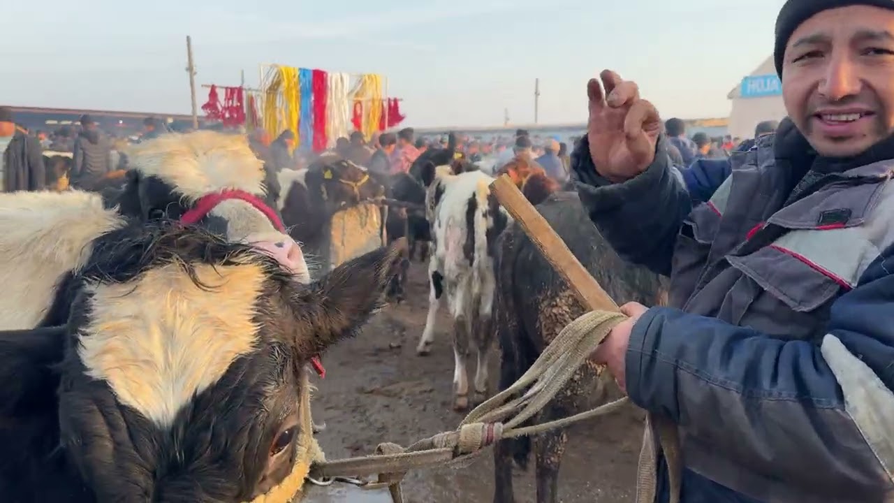 Beshariq mol bozori yosh va boqma buqa narxlari 15.02.2026.