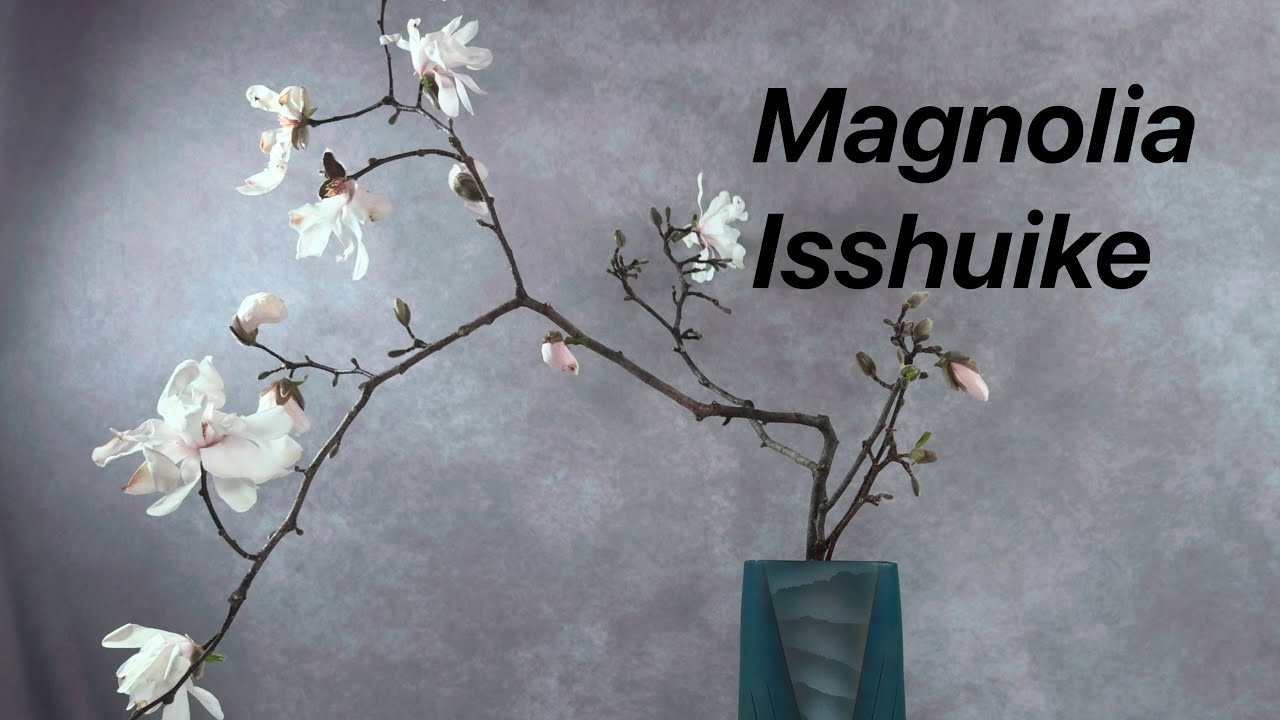 Ikebana: Isshuike de Magnolia (Shōka Shōfūtai)