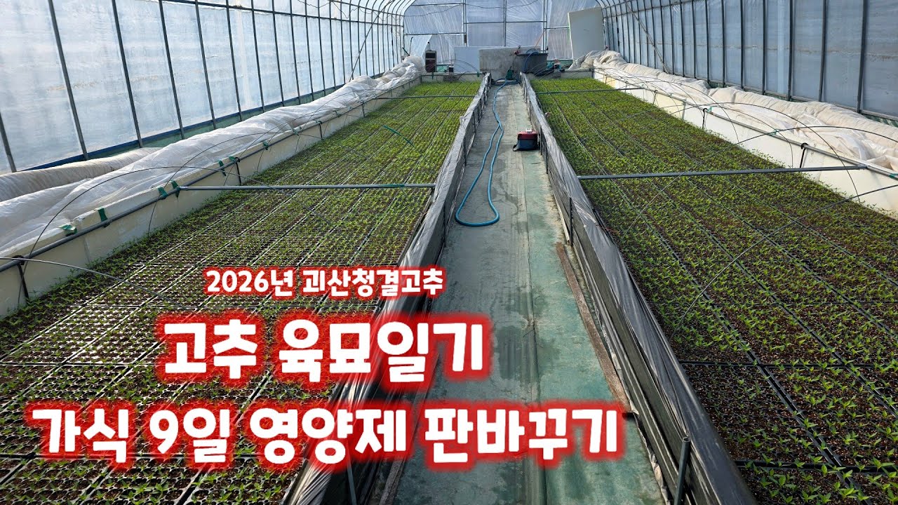 고추 육묘일기 가식 9일 파종 26일 생육상태 영양제 살포 모판 바꿔주기 괴산청결고추 고추 모종 직접 키우기 충북 괴산 풀뿌리농장 [고추재배방법]
