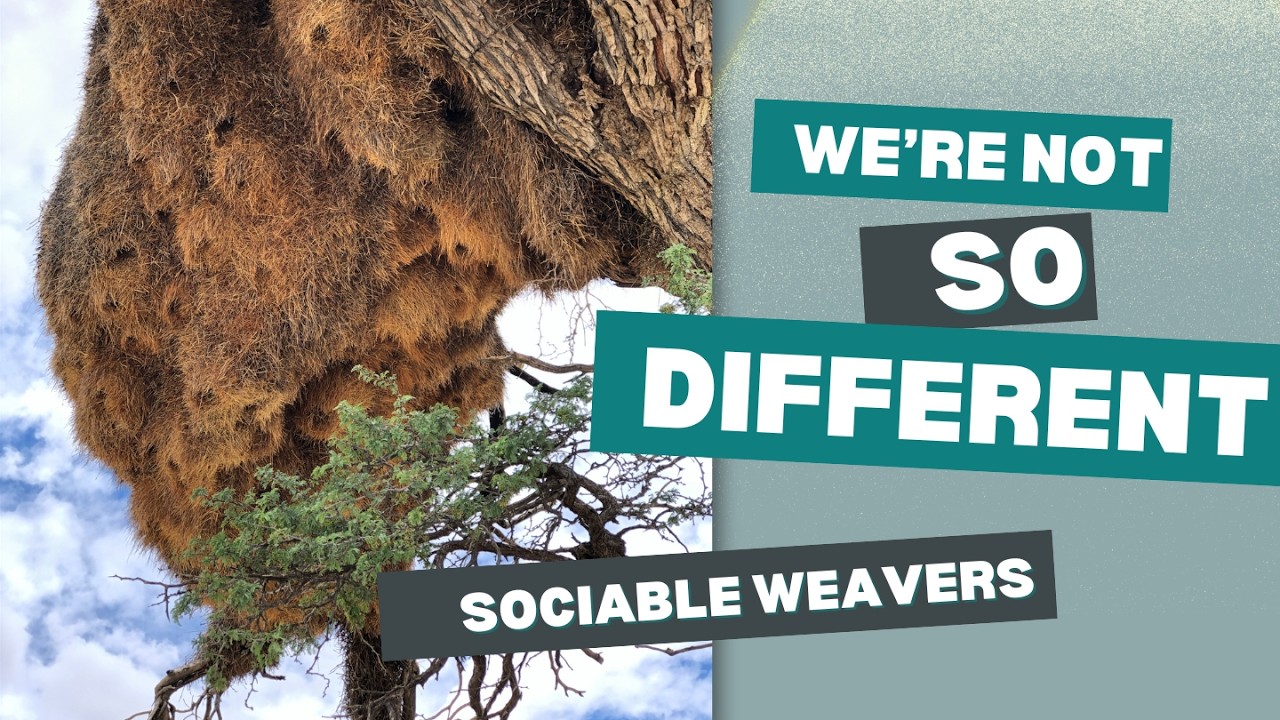 We are not so different: some Sociable Weaver birds share human traits #birdsstories #naturestories