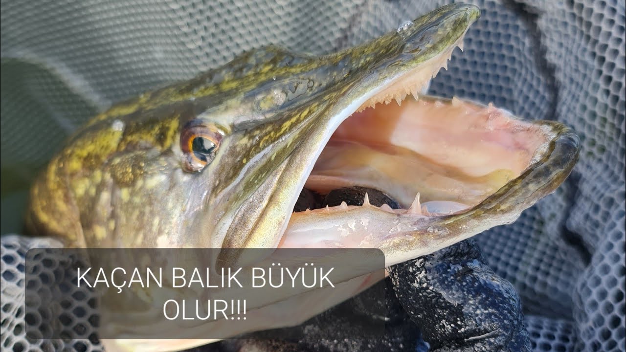 SIRTI DENEYİNCE BALIKLAR SALDIRMAYA BAŞLADI!! Bellyboat ile (Balık Avı)
