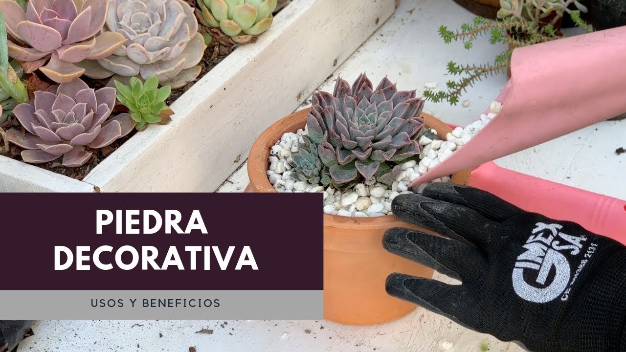 Piedra decorativa para tus suculentas /Beneficios y Usos