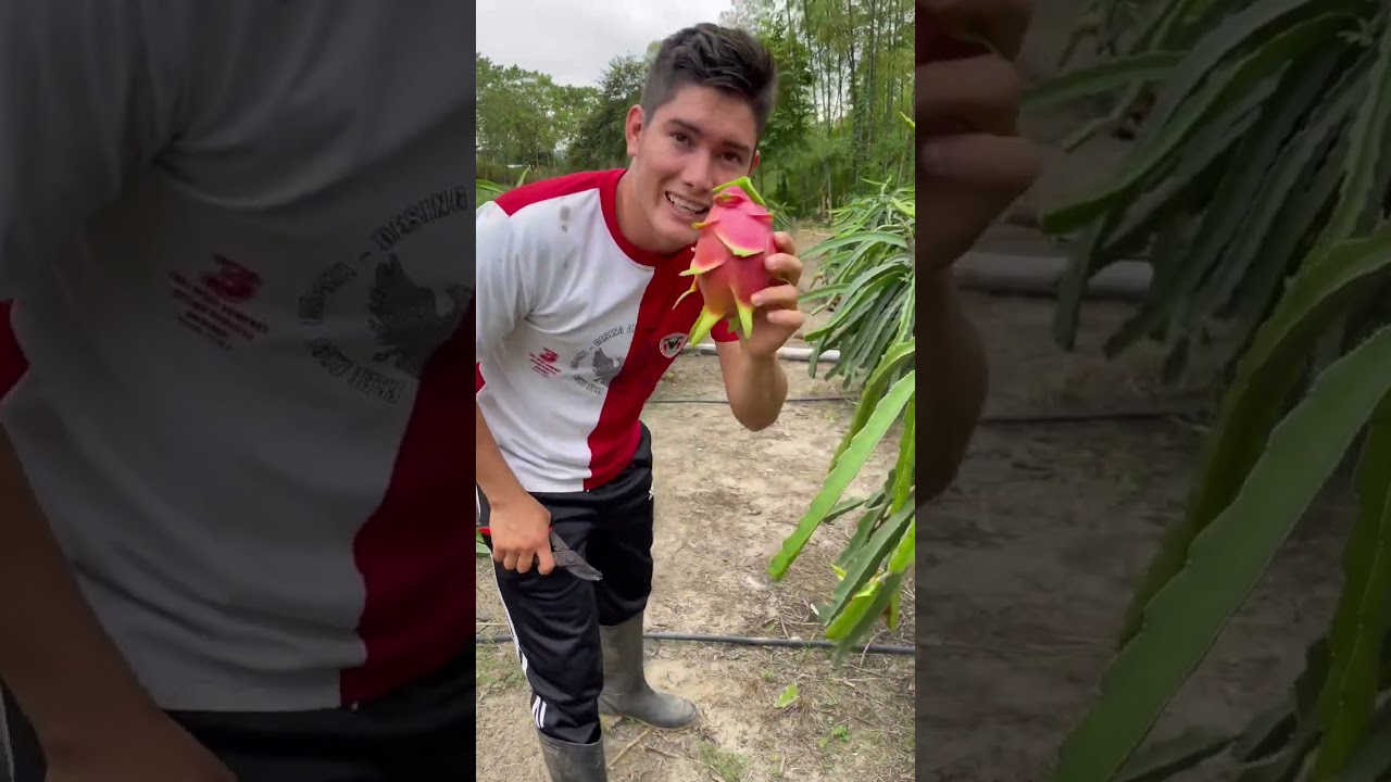 Forma correcta de cosechar pitahaya