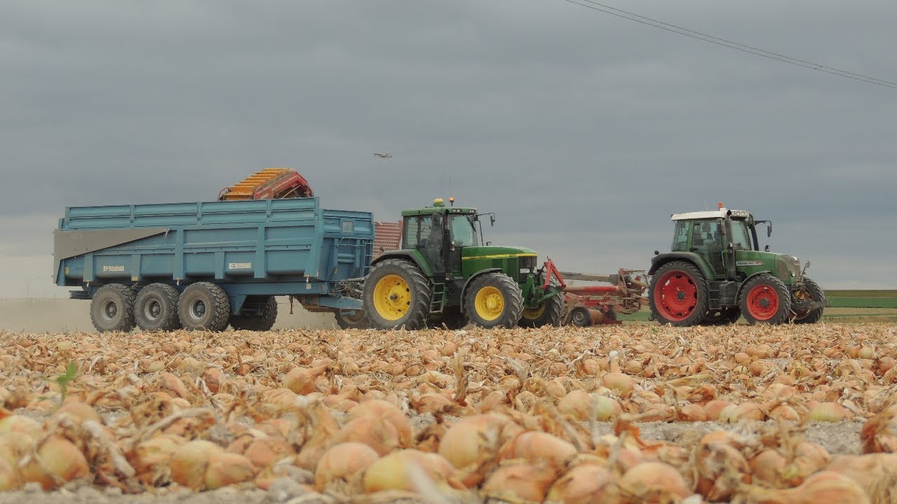 Récolte d'oignon | Grimme GT170 | John deere 7710 & 7200r| fendt 815 & 412