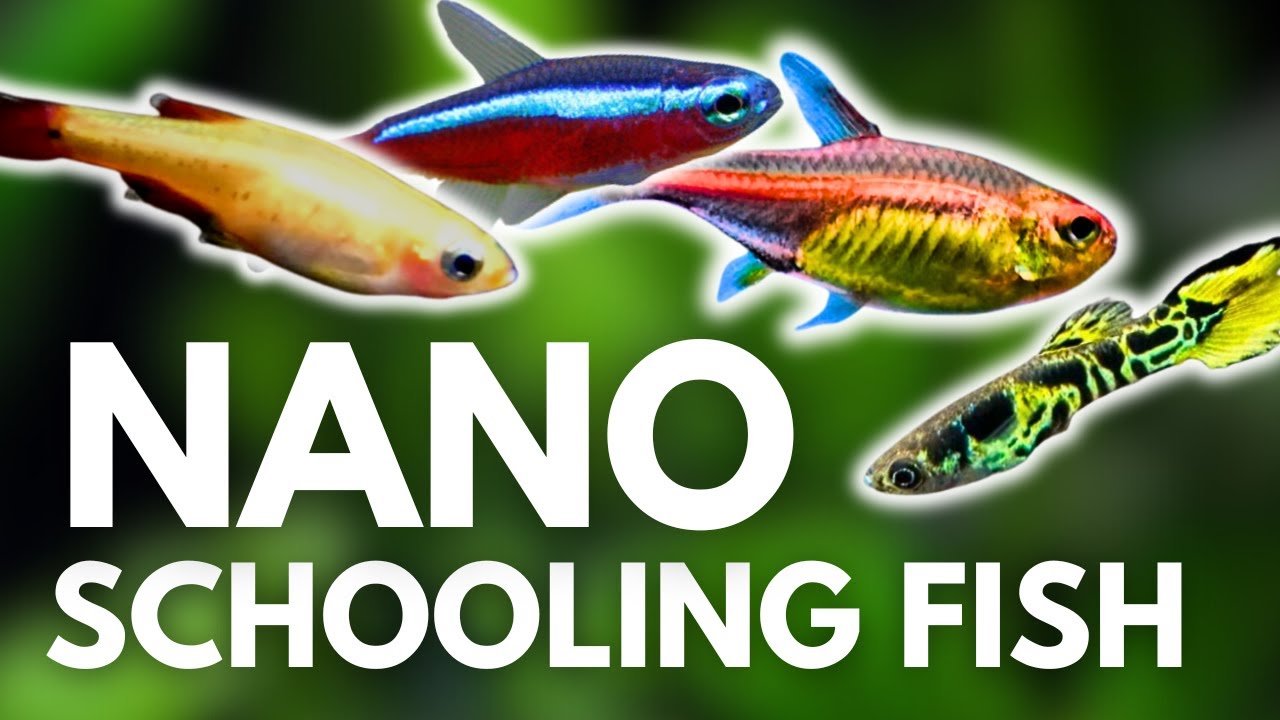 Top 10 SMALL Schooling Fish for PEACEFUL COMMUNITY Tanks!