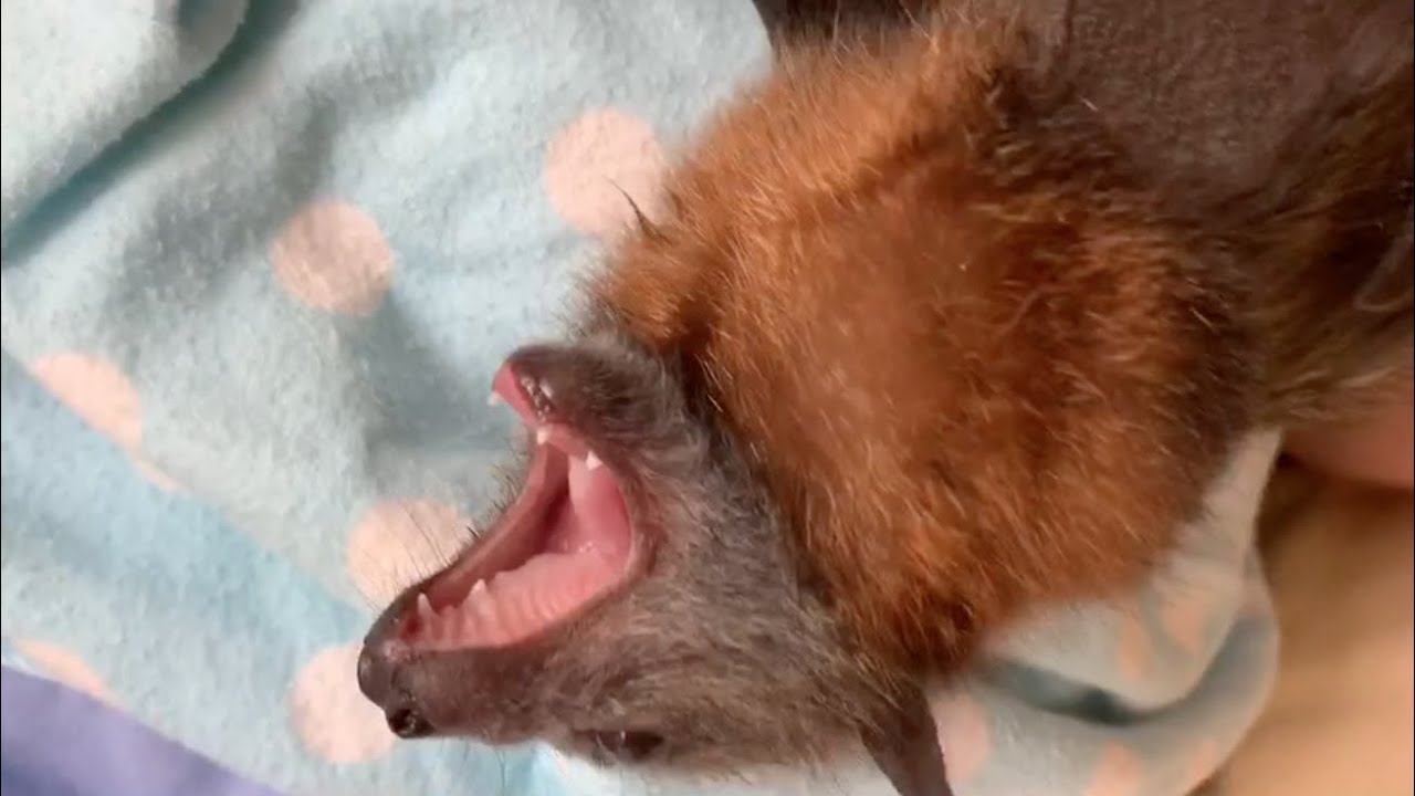 Baby flying-fox on Boxing Day:  this is Sequoia with Maggie