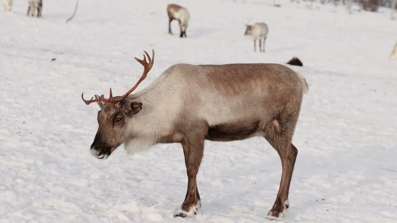 Antlers & Aurora: The Mystique of Reindeer