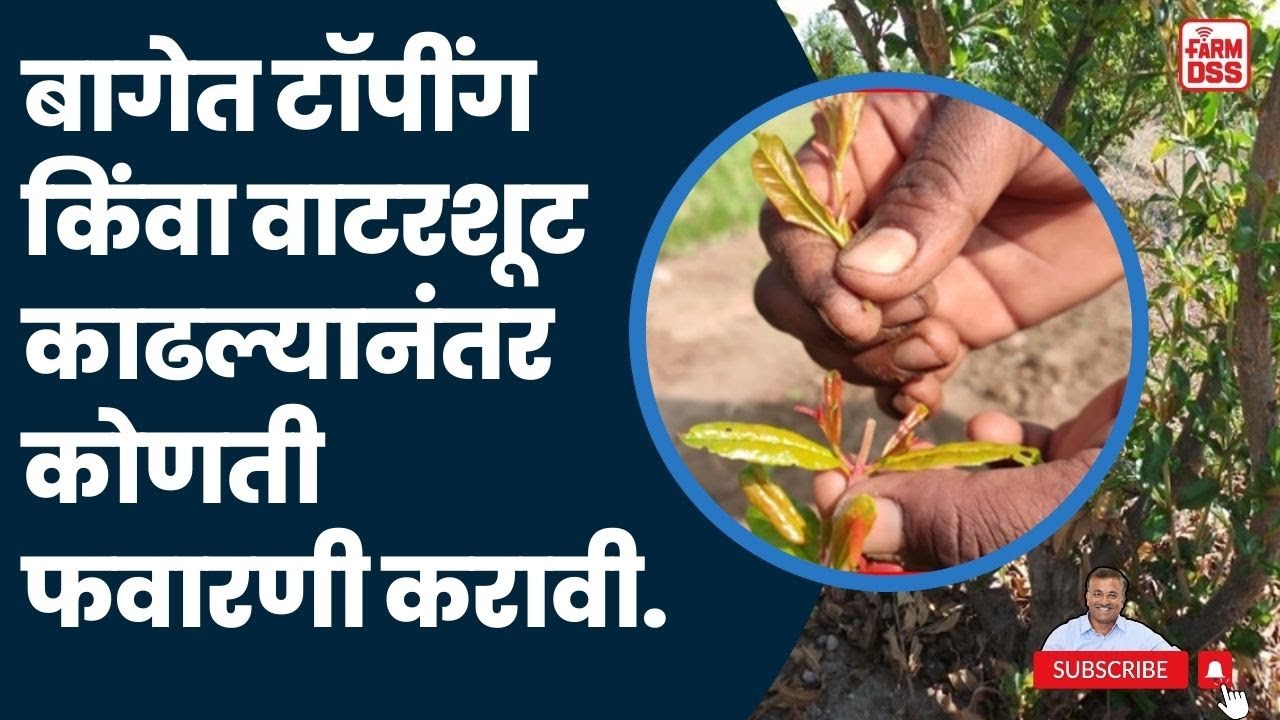 प्रश्न क्रमांक 80 - बागेत टॉपींग किंवा वाटरशूट काढल्यानंतर  कोणती फवारणी करावी. @BTGore
