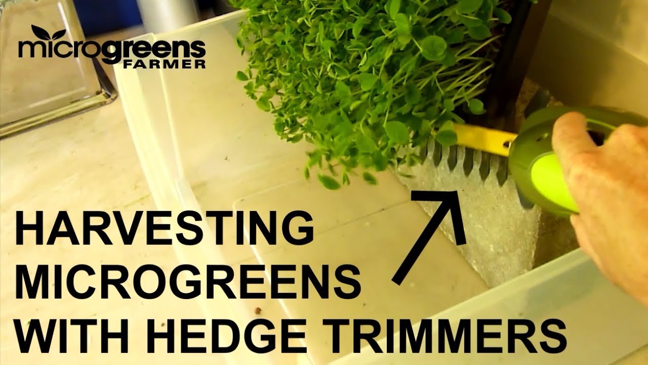 How to harvest microgreens with hedge trimmers