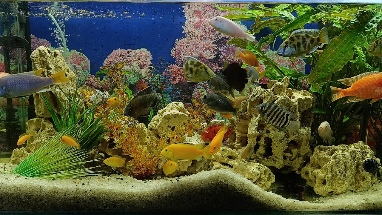 Разновидности цихлид. 
