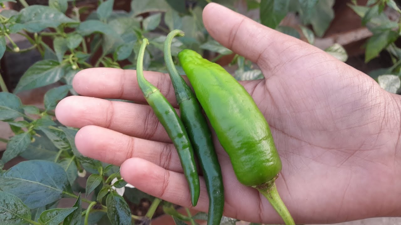Odisha terrace garden update 
