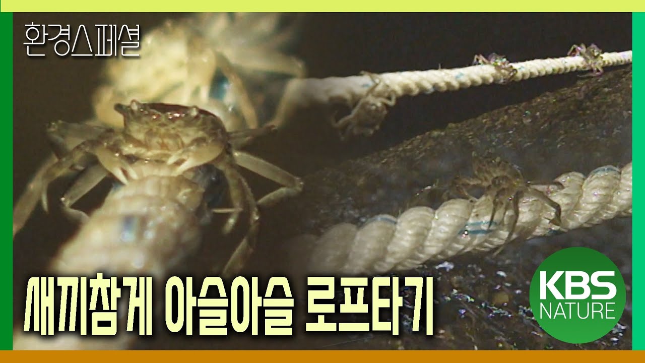 새끼 참게의 아슬아슬한 로프타기 [환경스페셜-물고기, 길을 잃다] / KBS 19991013 방송