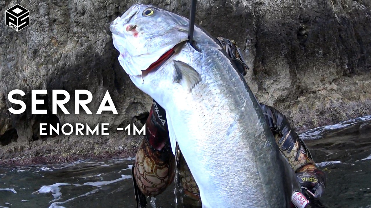 PESCASUB Serra Gigante +6 kg Dentice Pesca subacquea nel Sottocosta