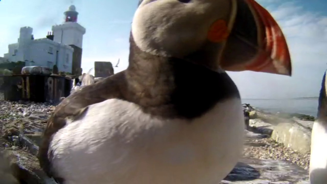 Puffin discovers live cam on Coquet Island
