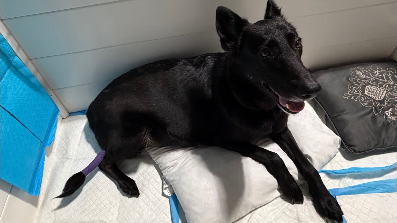 Роды у немецкой овчарки начнутся в пятницу, 13-го 😱🐶 Часть 1. Подготовка #животные #собака #щенок...