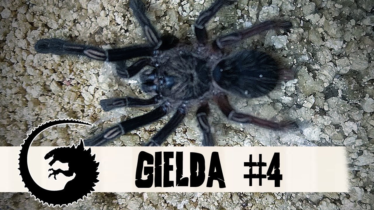GIEŁDA #4: Nabytki z Exotica z Wrocławia (a jednak jest coś nowego w hodowli...)