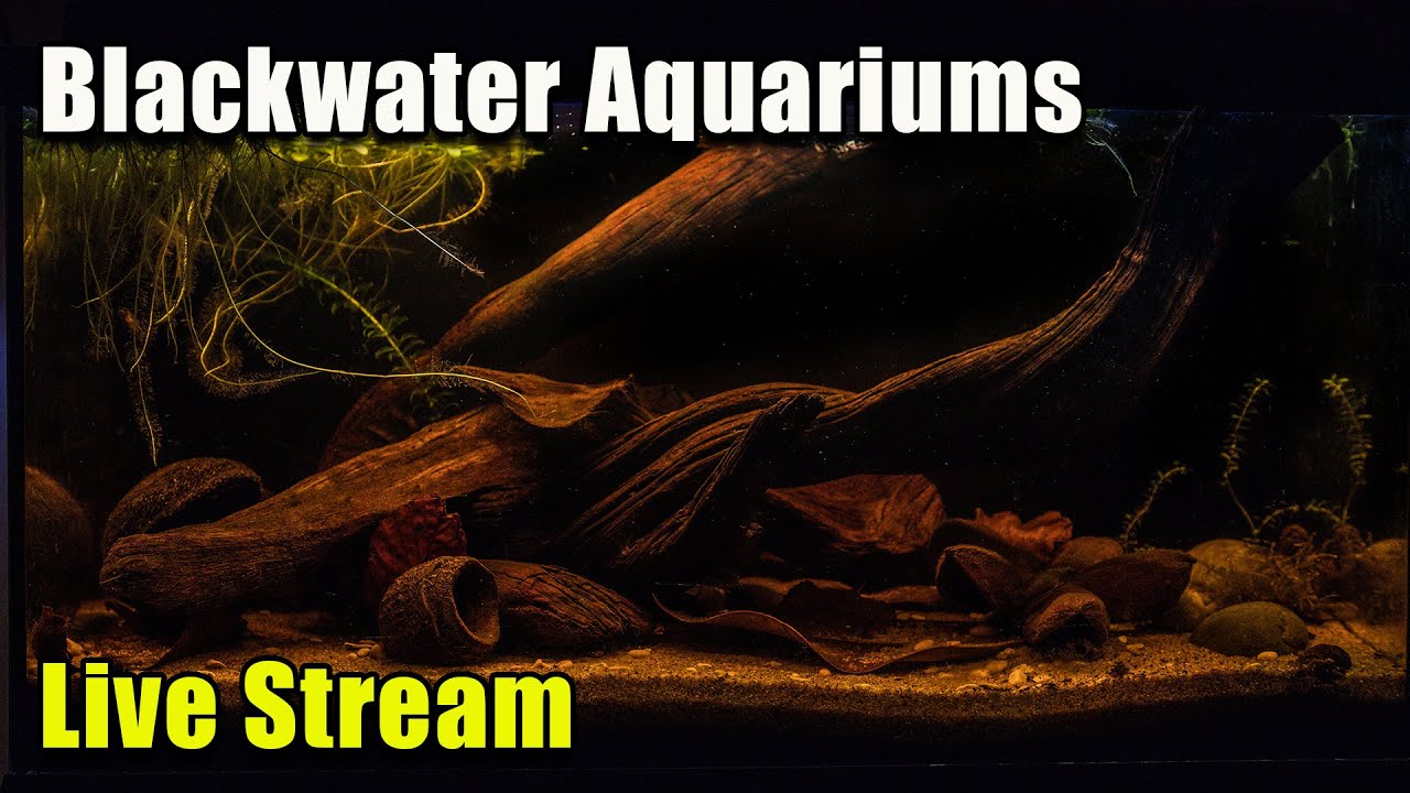 [LIVE]  Why You Should Keep a Blackwater Aquarium + Fish Q&A!