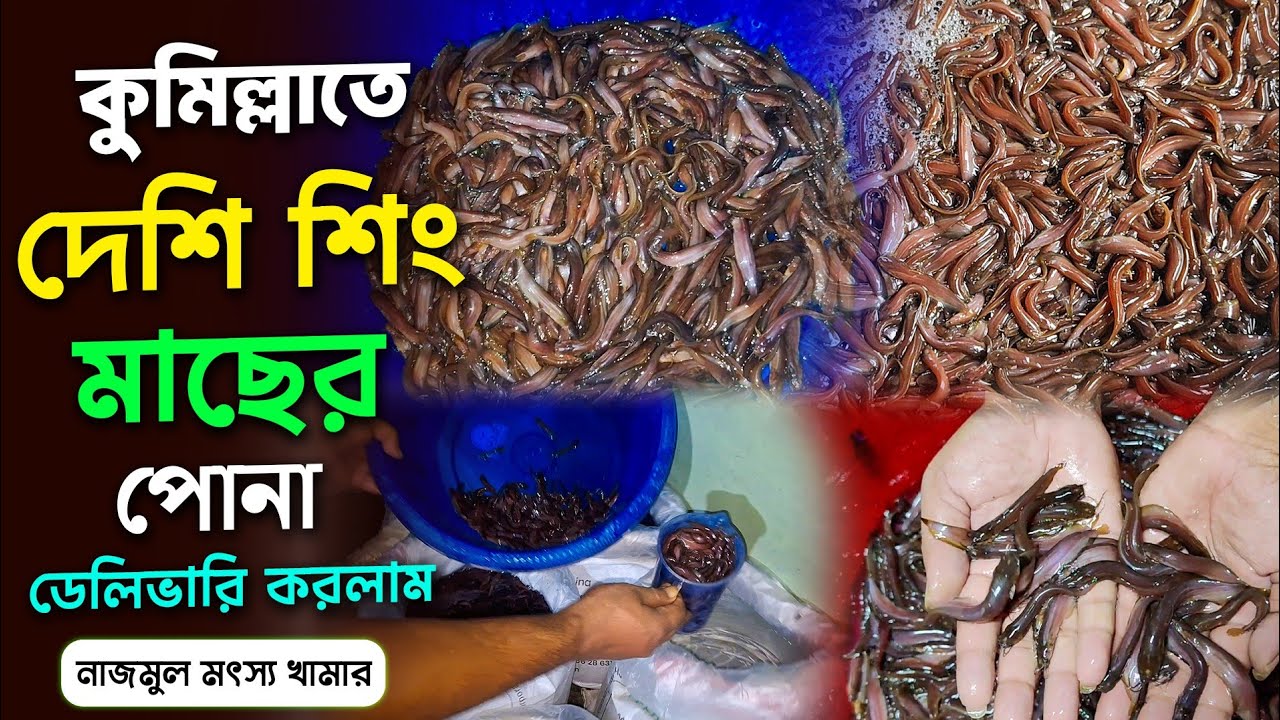 অল্প খরচে অধিক লাভ করতেছে মৎস্য ব্যবসায়ীরা শিং মাছ চাষ করে। 