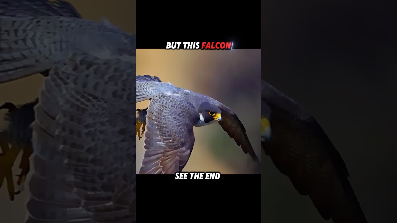Crows Attack Everyone&hellip; Until the Falcon Fights Back 🦅🔥 #trending #animals #wildlife #falcon #birds