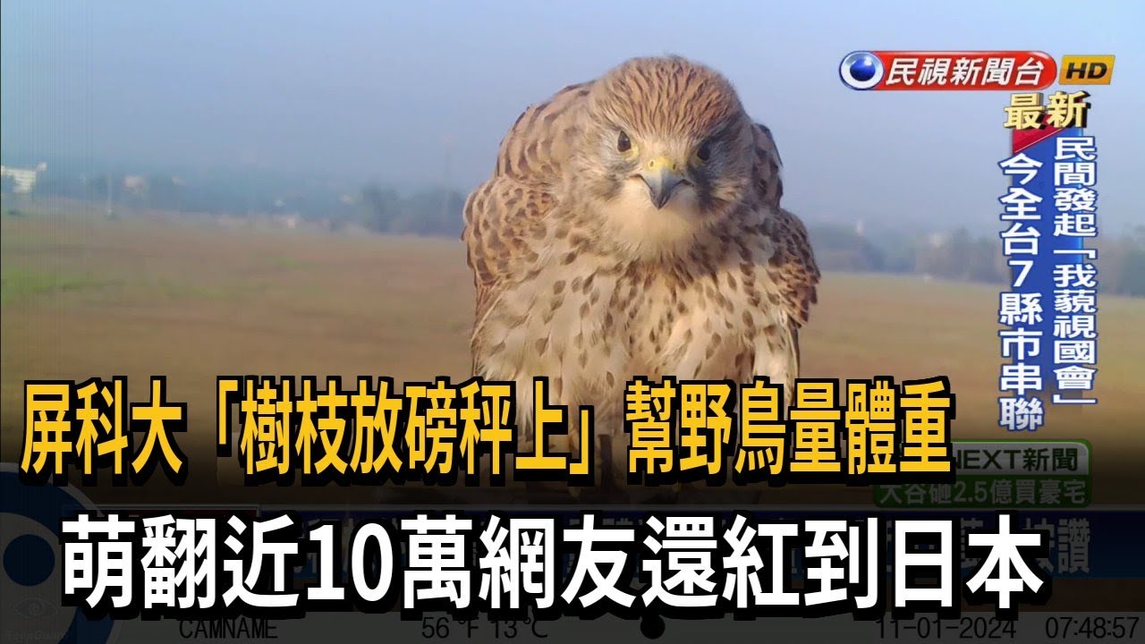 屏科大「樹枝放磅秤上」幫野鳥量體重　萌翻近10萬網友還紅到日本－民視新聞