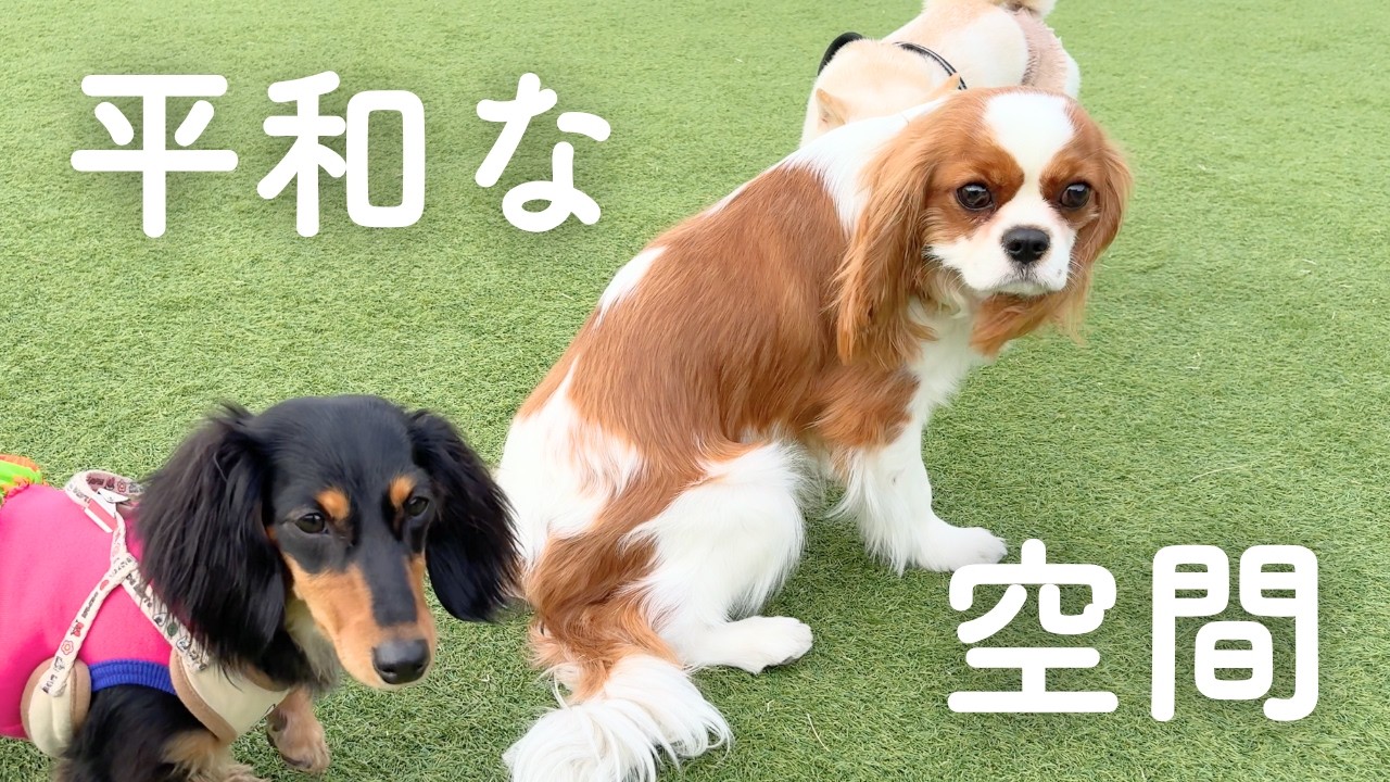 平和にドッグランを楽しんでお土産も堪能した愛犬【生後10ヶ月キャバリア】