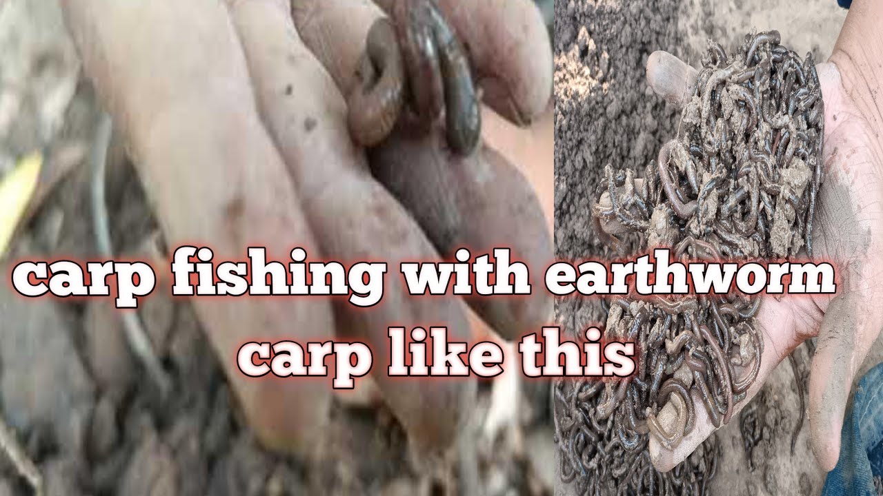 carp fishing on earthworm|best bait for rohu fish|fishing in Pakistan|Pathan fishing bait