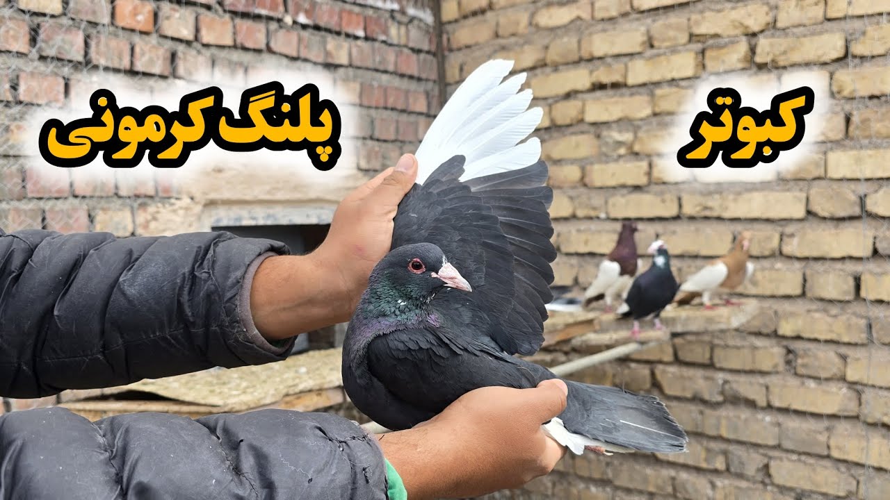 توضیحات کامل در مورد خرید کبوتر پلنگ کرمونی 🕊