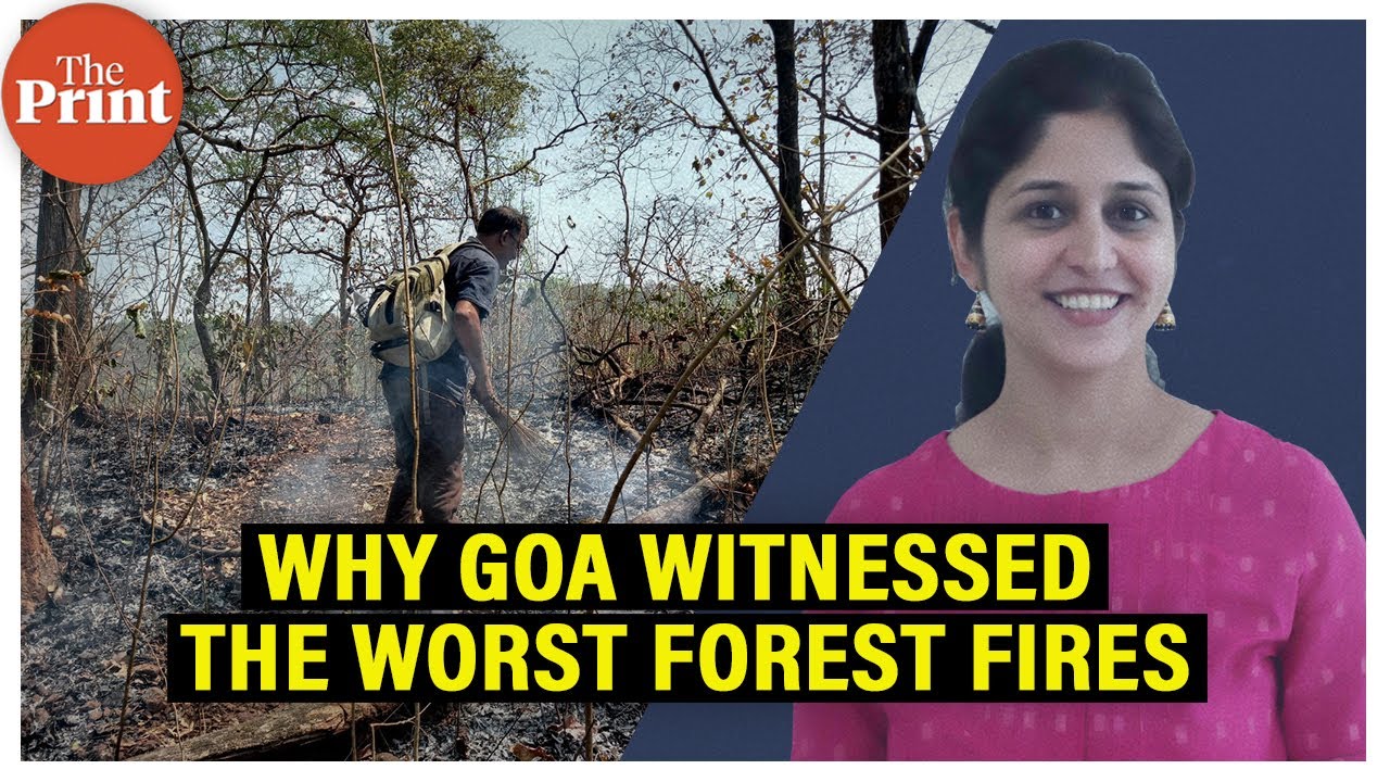 Cashew farmers, heat, wind -- Why Goa&rsquo;s forests burnt &lsquo;like never before'