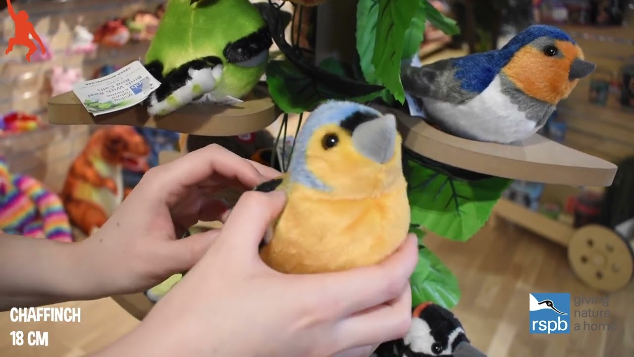 19484 Chaffinch ptaszek z dźwiękiem   ZIĘBA