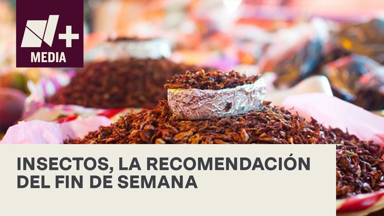 Insectos, otra opci&oacute;n gastron&oacute;mica para el fin de semana - N+19
