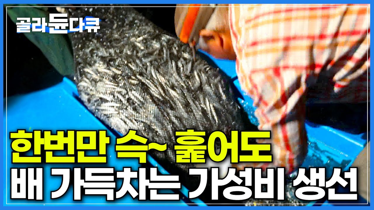 그물로 바닥 한번 슥 훑자 쏟아지는 생선 떼│옛부터 우리 밥상 책임져준 고마운 생선│추자도 멸치 잡이│한국기행│#골라듄다큐