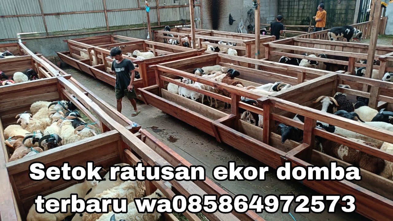 harga domba terbaru Langsung dari kandang Setok ratusan ekor domba Garut dan Priangan